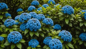 ceanothus thyrsiflorus repens